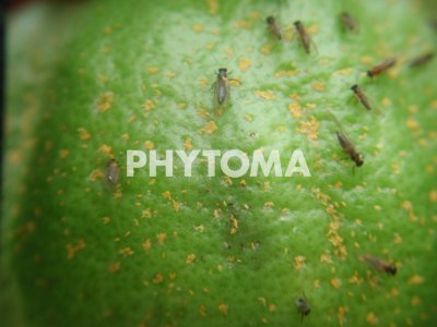 Trioza erytreae ( HLB ) 